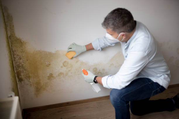 Best Post-Construction Mold Inspection  in Spencer, IN