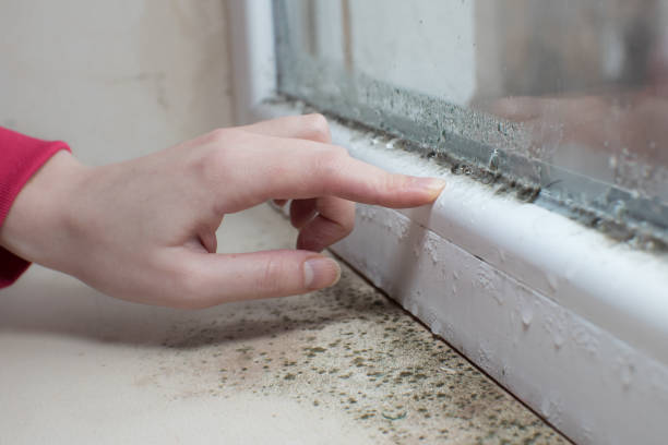 Best Mold Remediation for Healthcare Facilities  in Spencer, IN